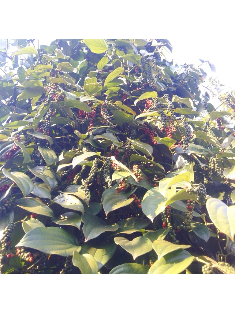 (100g)Hạt Tiêu Đen Chuẩn Tiêu ORGANIC Chín Đỏ Vườn Nhà Trồng-Trãi Nghiệm Hàng Loại 1,Siêu Thơm Cay Nồng Chất Lượng Cao
