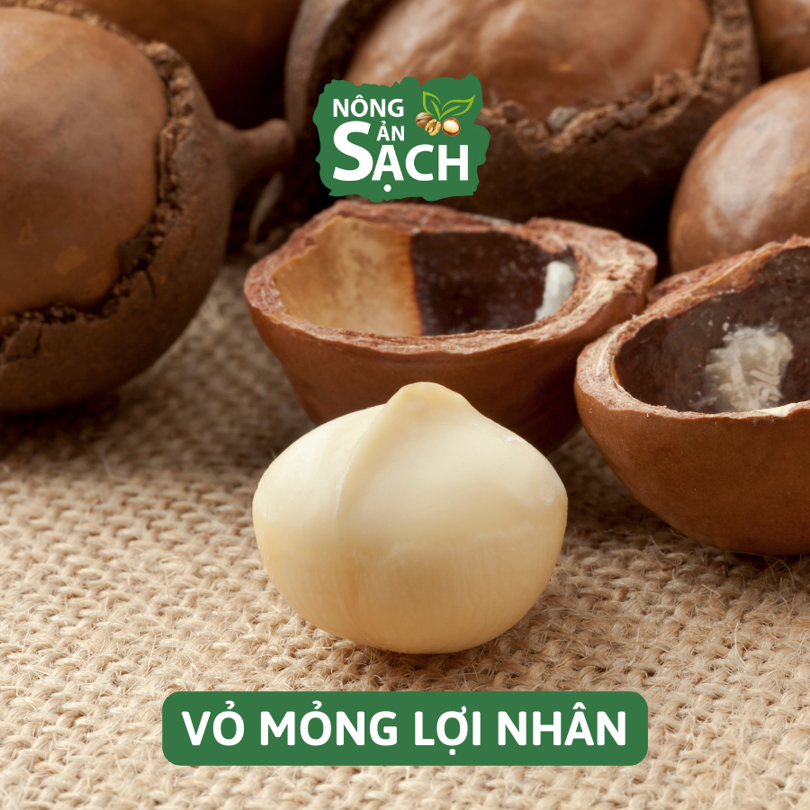 Hạt Macca Lâm Đồng Size A Sấy Lạnh Cao Cấp Nhà Trồng Di Linh, Béo Bùi, Cam Kết Không Hôi Dầu | Nông Sản Sạch