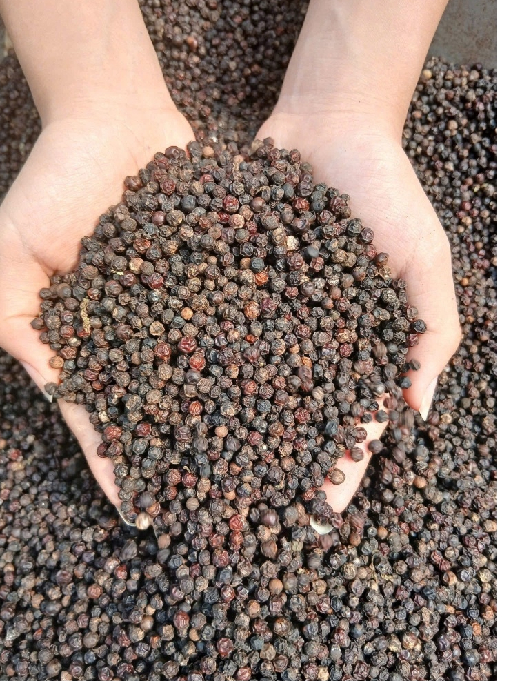 Hạt Tiêu Đen Đắk Lắk Nguyên Chất 1kg - Giá Rẻ, Tiêu Sạch Nhà Vườn. Nguyên Hạt, Cay Thơm Tự Nhiên.