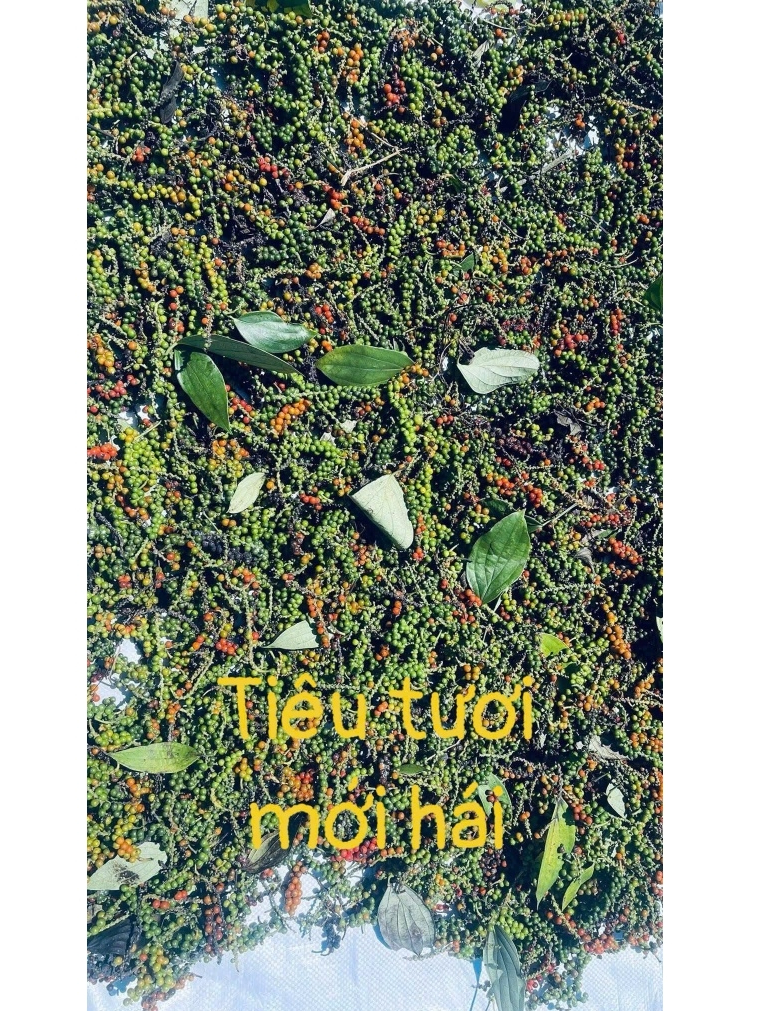 Hạt Tiêu Đen Đắk Lắk Nguyên Chất 1kg - Giá Rẻ, Tiêu Sạch Nhà Vườn. Nguyên Hạt, Cay Thơm Tự Nhiên.