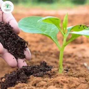 Phân bón tổng hợp NPK,phân bón Nitrophoska giúp cây tăng trưởng và phát triển toàn diện