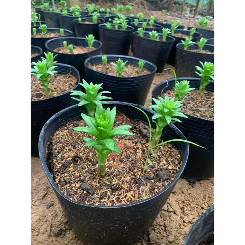 Phân Trùn Quế , Phân Hữu Cơ dạng viên nén ( phân tan chậm) hàng đã qua sàng lọc chất lượng F1
