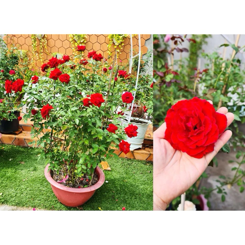 Phân Trùn Quế , Phân Hữu Cơ dạng viên nén ( phân tan chậm) hàng đã qua sàng lọc chất lượng F1