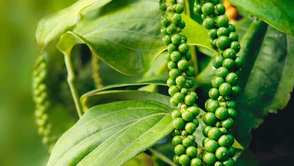 Hạt tiêu đen nguyên chất xuất xứ Lâm Đồng túi 100gr